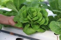 Hand holding Green Butterhead Lettuce Vegetable salad in basket from a hydroponic farm. Royalty Free Stock Photo