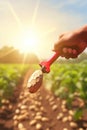 Concept_of_growing_vegetable_crops_Young_tomatoes_plants_1690447630324_4 Royalty Free Stock Photo