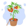 The concept of growing vegetables at home for a hobby or business. Tomatoes grow in a flower pot. The guy eats a slice of tomato.