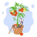 The concept of growing vegetables at home. Tomatoes grow in a flower pot. Farmer digs up the ground. The guy is eating a piece of