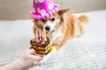 Concept Happy Birthday. Red-haired dog lies on the bed in a celebratory cap and the owner holds a plate with a piece of cake and Royalty Free Stock Photo