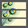 Concept of header with peacock feather.