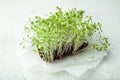 Concept of a healthy diet - germs of micro green on a white background
