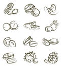 Concept of healthy eating. Collection of different nuts vector flat illustration. Various nuts Royalty Free Stock Photo