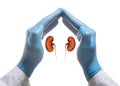 Concept of a healthy kidneys Royalty Free Stock Photo