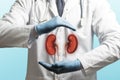 Concept of a healthy kidneys