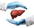 Concept of a healthy liver Royalty Free Stock Photo