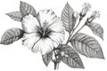 Hibiscus flower (also known as rose of althea or sharon, rose mallow) black and white outline illustration hand drawn work isolate Royalty Free Stock Photo