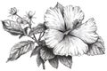 Hibiscus flower (also known as rose of althea or sharon, rose mallow) black and white outline illustration hand drawn work isolate Royalty Free Stock Photo