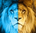 Concept of hidden potential, independence, freedom. Lion in the color of the flag of Ukraine Royalty Free Stock Photo