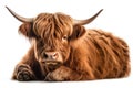 Highland cattle, an isolated scottish cow on a white background. Generative AI Royalty Free Stock Photo