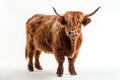 Highland cattle, an isolated scottish cow on a white background. Generative AI Royalty Free Stock Photo