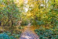 The concept of hiking in the forest, in the park, outdoors. Autumn forest trail. Fallen October leaves, day. Kyiv Kiev. Royalty Free Stock Photo