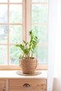 Concept of home gardening. Zamioculcas in flowerpot on windowsill. Home plants on the windowsill.  Green Home plants in a pot on w Royalty Free Stock Photo