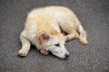 The concept of homeless animals, the shelter or veterinary clinic - an abandoned sick dog, like a Labrador lying on the street Royalty Free Stock Photo