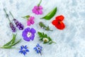 Concept of homeopathic pills with homeopathy granules and medicinal flowers and plantson a grey wooden background