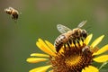 Honey Bee Collecting Nectar from Wildflowers.AI Generated Royalty Free Stock Photo