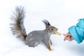 The concept of human-animal interaction. Royalty Free Stock Photo