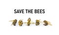 Save the Bees, decline in Bees due to habitat destruction,  pollution and pesticide use, a line of five dead bees Royalty Free Stock Photo