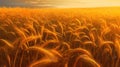 Field of golden ripe wheat, swaying in the wind, against a blue sky with fluffy white clouds. Generative AI Royalty Free Stock Photo