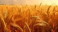 Field of golden ripe wheat, swaying in the wind, against a blue sky with fluffy white clouds. Generative AI Royalty Free Stock Photo