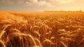 Field of golden ripe wheat, swaying in the wind, against a blue sky with fluffy white clouds. Generative AI Royalty Free Stock Photo