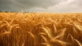 Field of golden ripe wheat, swaying in the wind, against a blue sky with fluffy white clouds. Generative AI Royalty Free Stock Photo