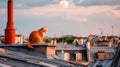 A red tabby cat sits on the roof of a house in Paris and looks at the moon, a beautiful view. Generative AI Royalty Free Stock Photo