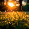 Sunlit field of fresh green grass with dew drops close-up. Generative AI