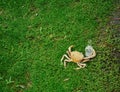 A Concept Image of a Crab Holding an Empty Bottle of Beer.