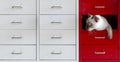 Siamese cat hidden in red drawer