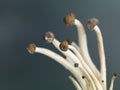 Concept image showing delicate enoki mushrooms Royalty Free Stock Photo