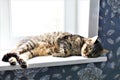 An concept Image of a slepping cat on the windowsill Royalty Free Stock Photo