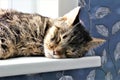 An concept Image of a slepping cat on the windowsill Royalty Free Stock Photo