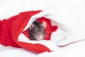 Concept image of symbol chinese happy new year 2020. Christmas rat. Closeup small mouse in santa claus red hat. Lunar horoscope Royalty Free Stock Photo