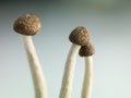 Concept image of three delicate enoki mushrooms Royalty Free Stock Photo