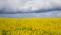 Concept image. Yellow field rapeseed in bloom with blue sky and white clouds. Peaceful nature. Beautiful background Royalty Free Stock Photo