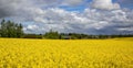 Concept image. Yellow field rapeseed in bloom with blue sky and white clouds. Peaceful nature. Beautiful background Royalty Free Stock Photo
