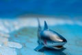 Great white shark plastic toy in an empty swimming pool