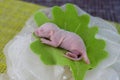 The concept of innocence. Newborn baby rat lies on a green leaf Royalty Free Stock Photo