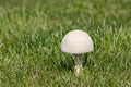 Closeup of white parasol mushroom in yard.