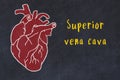 Concept of learning cardiovascular system. Chalk drawing of human heart and inscription Superior vena cava