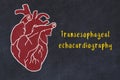 Concept of learning cardiovascular system. Chalk drawing of human heart and inscription Transesophageal echocardiography