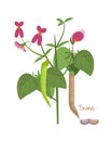 Concept of legumes plants with leaves, seeds. Types of beans.