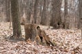 The concept of loneliness, despondency and destruction. Rotten ruined stump in the autumn forest among the trees