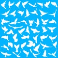 Concept of love or peace. Set silhouettes doves. Vector illustration Royalty Free Stock Photo