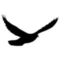 Concept of love or peace silhouettes doves