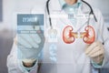 Concept of   diagnosis and treatment of kidney diseases of the genitourinary system Royalty Free Stock Photo