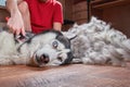 Concept molting pet. Grooming undercoat dog. Boy combs wool from Siberian husky Royalty Free Stock Photo