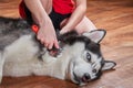 Concept molting pet. Grooming undercoat dog. Owner combs wool from Siberian husky. Husky dog lies on floor and looks. Royalty Free Stock Photo